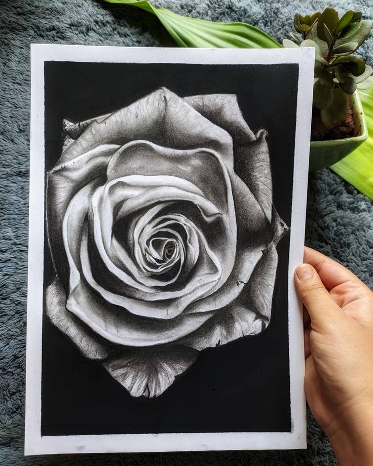 Mastering the Art of Charcoal Flower Drawing: Tips for Beginners插图3