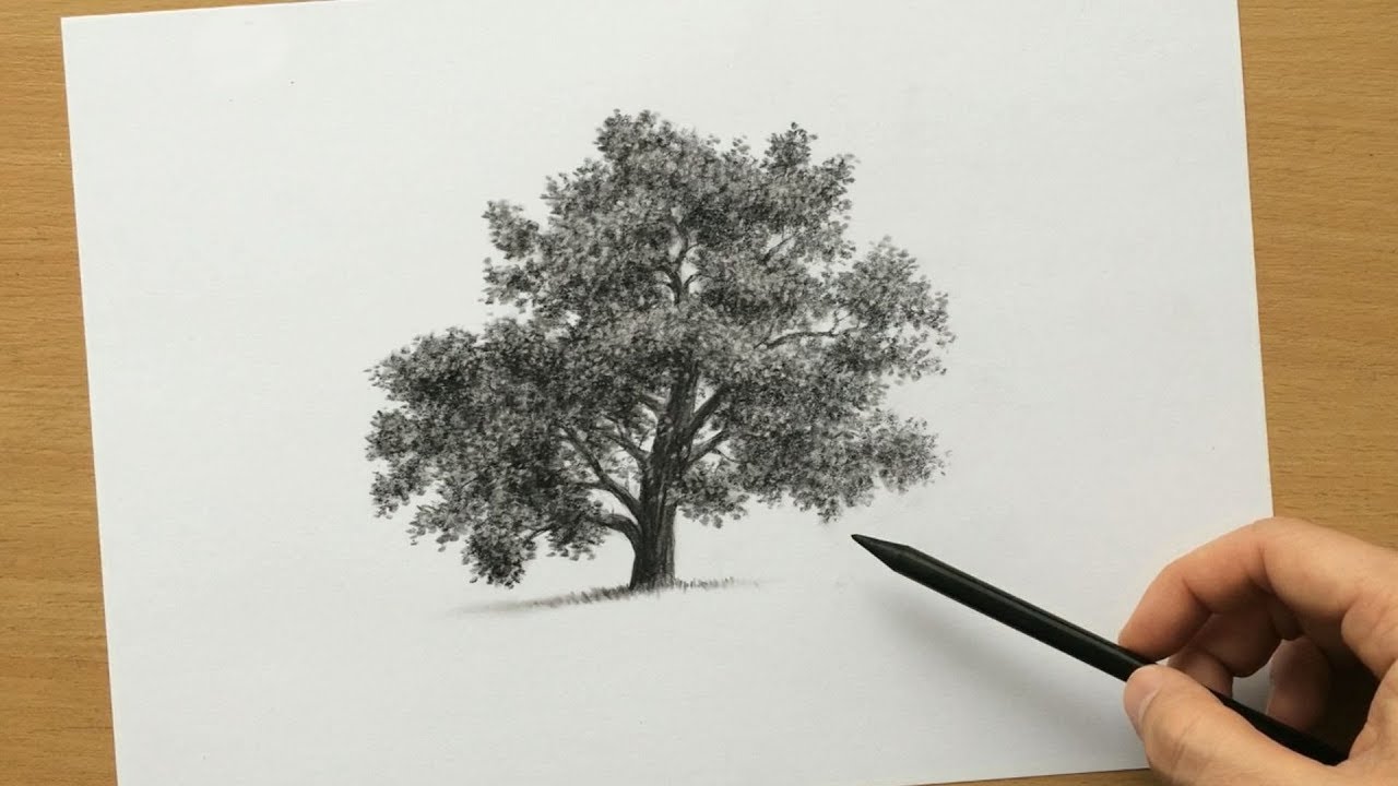 Mastering the Art of Charcoal Tree Drawing: Techniques and Tips插图4