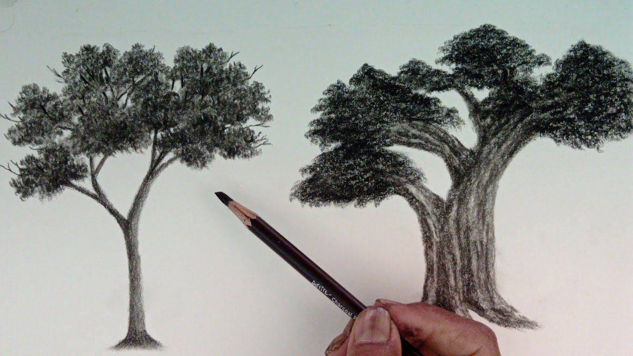 charcoal tree  drawing