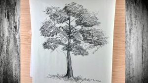 Mastering the Art of Charcoal Tree Drawing: Techniques and Tips缩略图