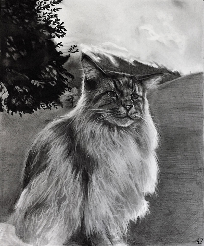 cat charcoal drawing