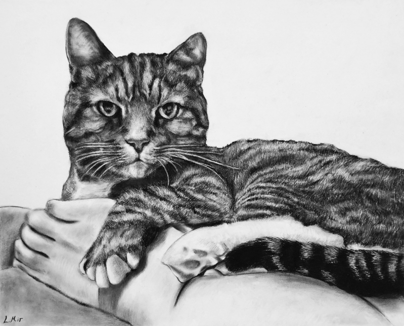 Step-by-Step Guide to Captivating Charcoal Cat Drawings插图4