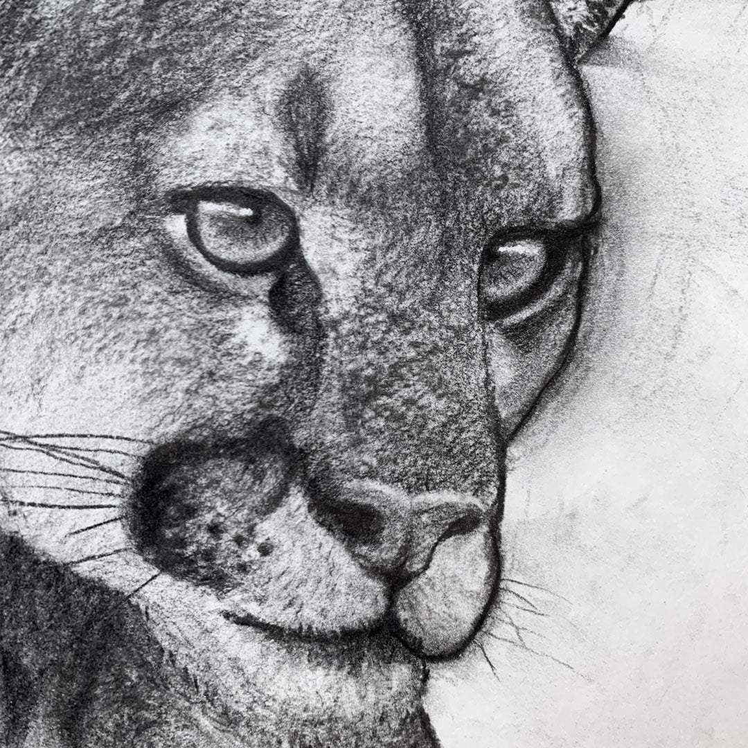 animal charcoal drawing