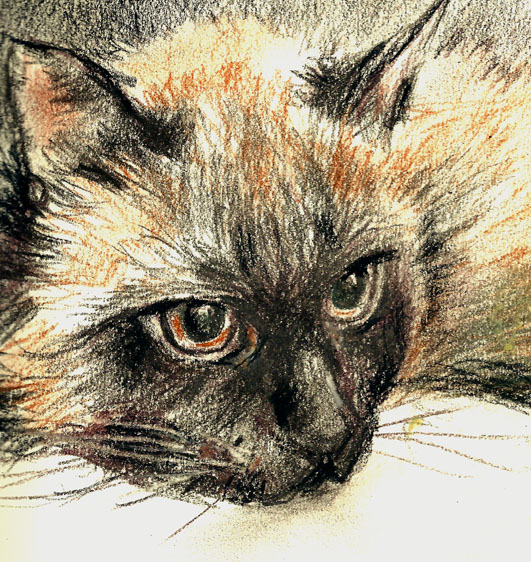 Shading and Texture: Mastering the Cat Charcoal Drawing Process插图4