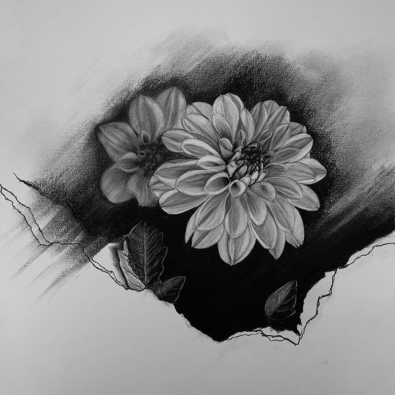 Blossoming on Paper: The Beauty of Flower Charcoal Drawing插图4
