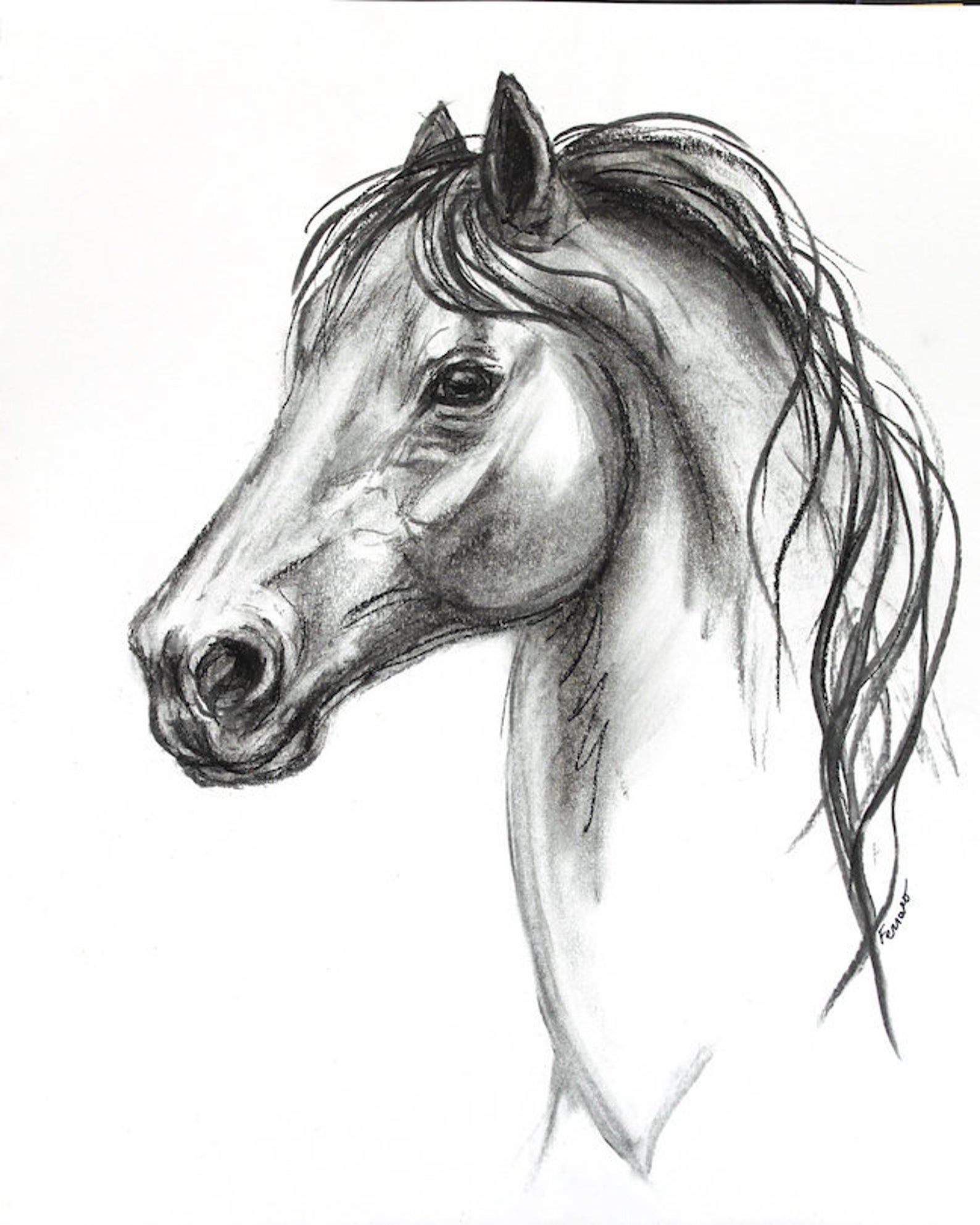 horse charcoal  drawing