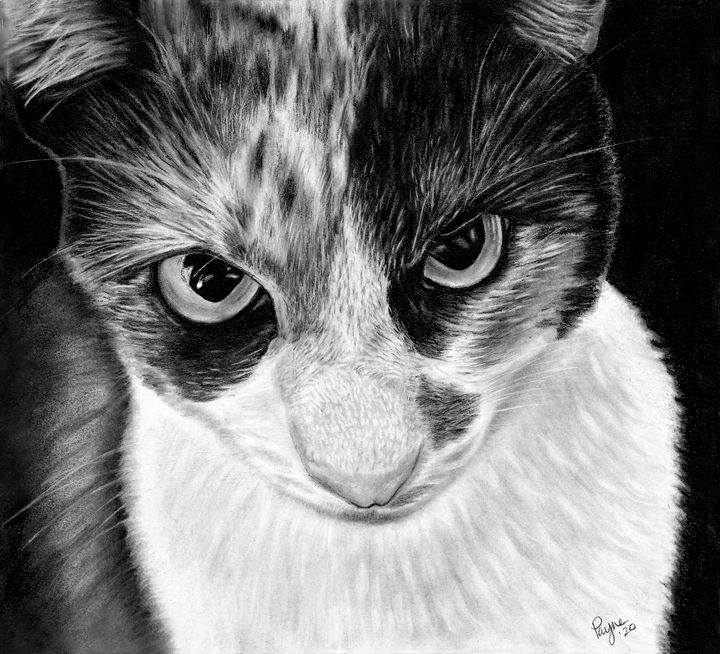 charcoal animal drawing