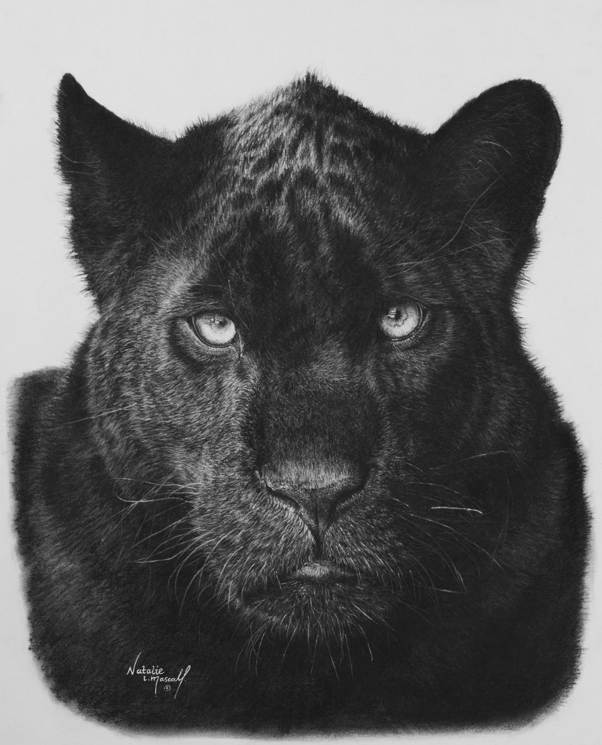 charcoal drawing  animals