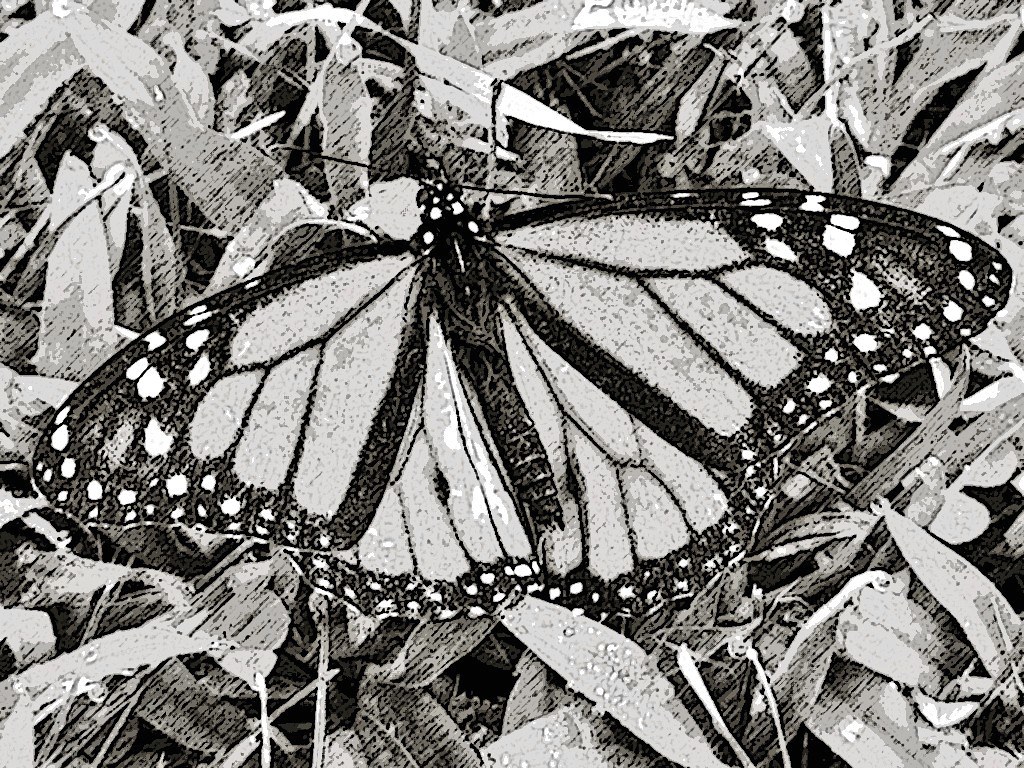 butterfly charcoal drawing