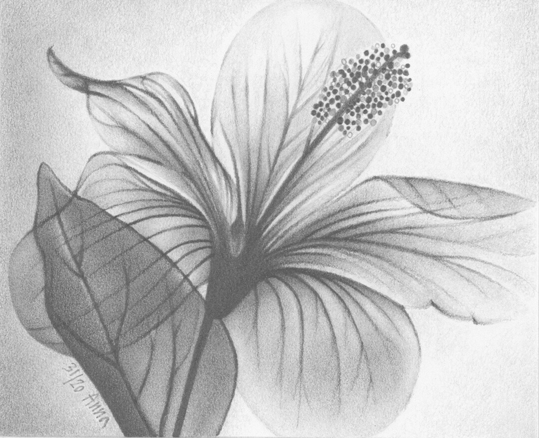 easy charcoal flower drawing