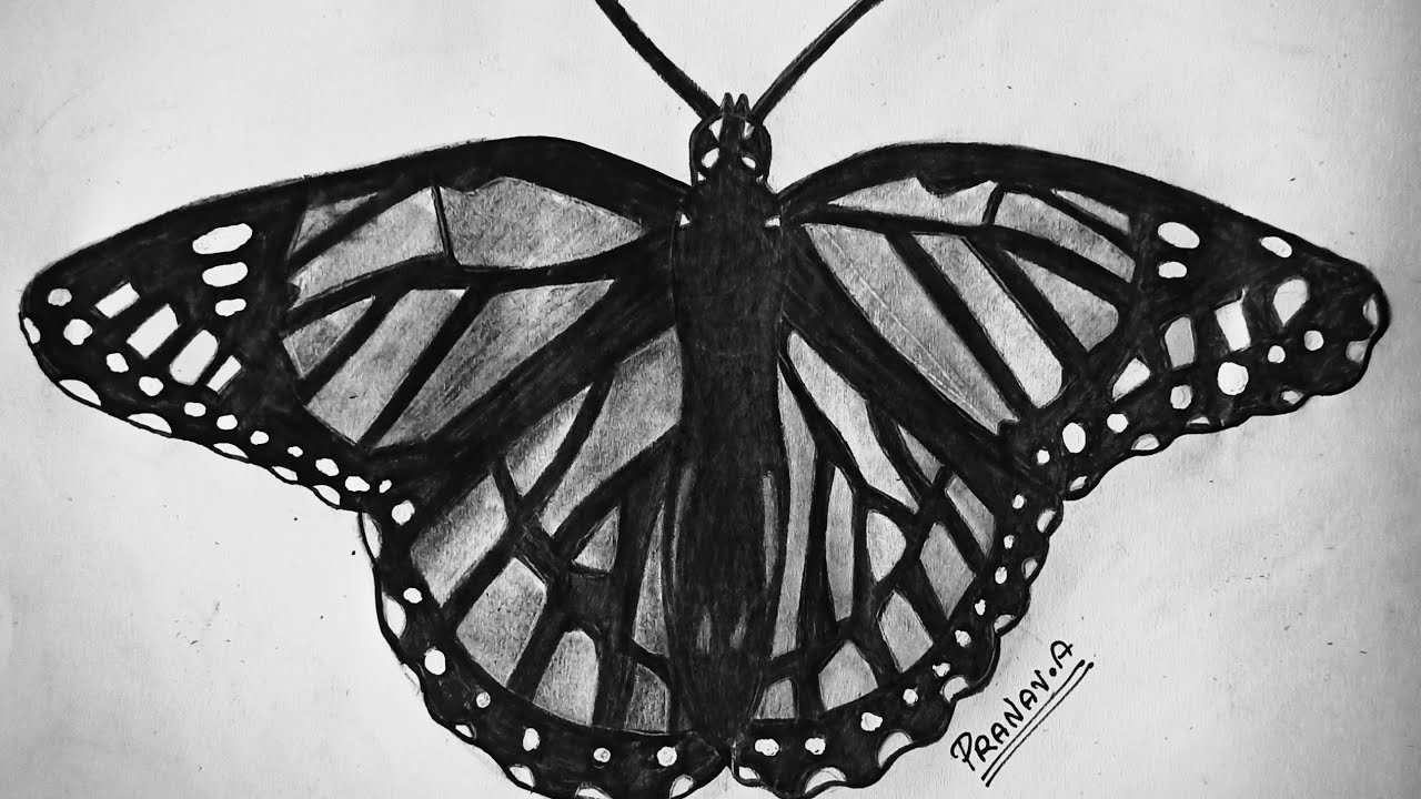 charcoal butterfly drawing