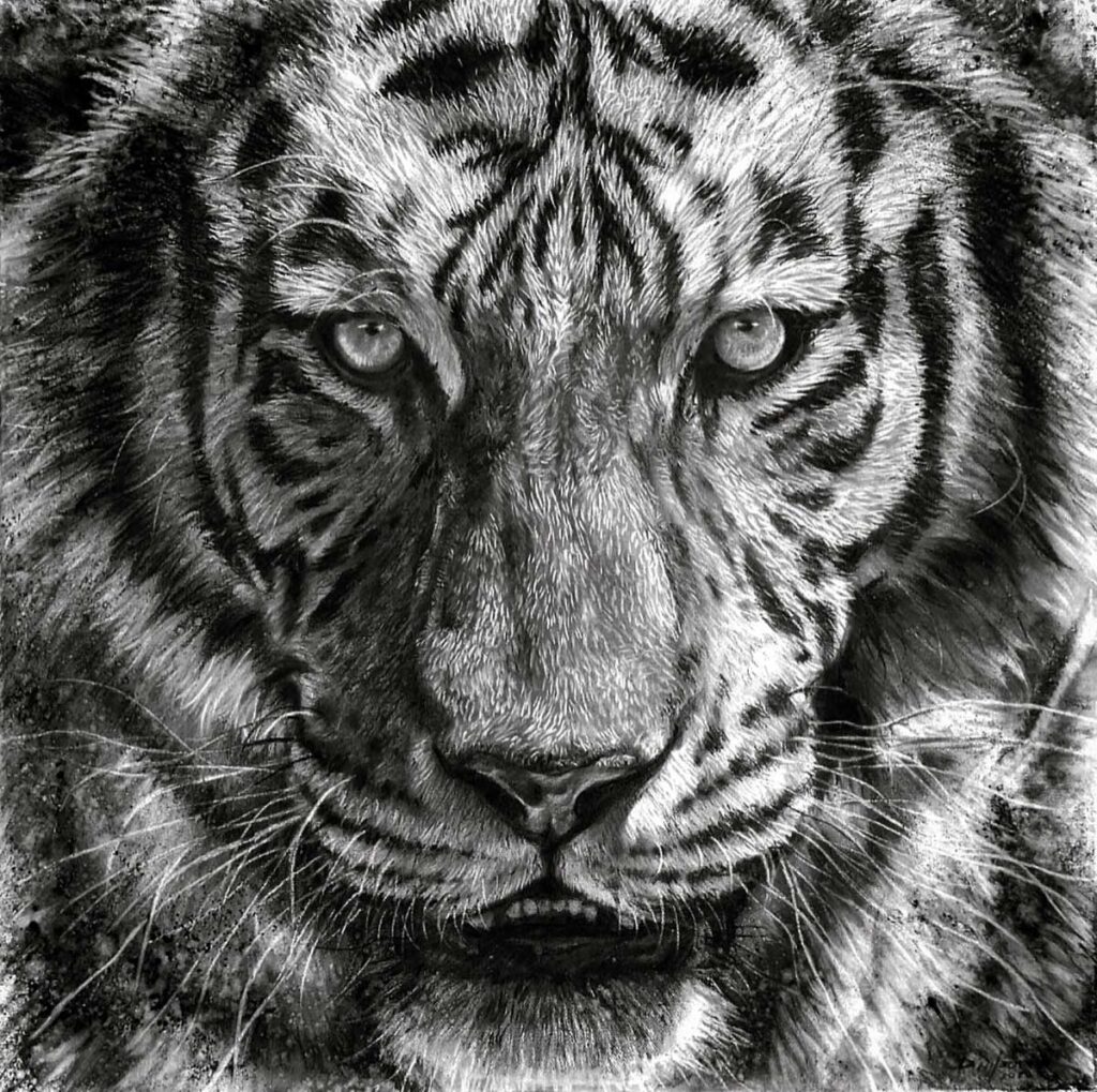 charcoal animal drawing