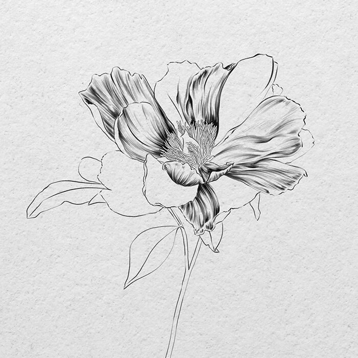 beginner charcoal flower drawing