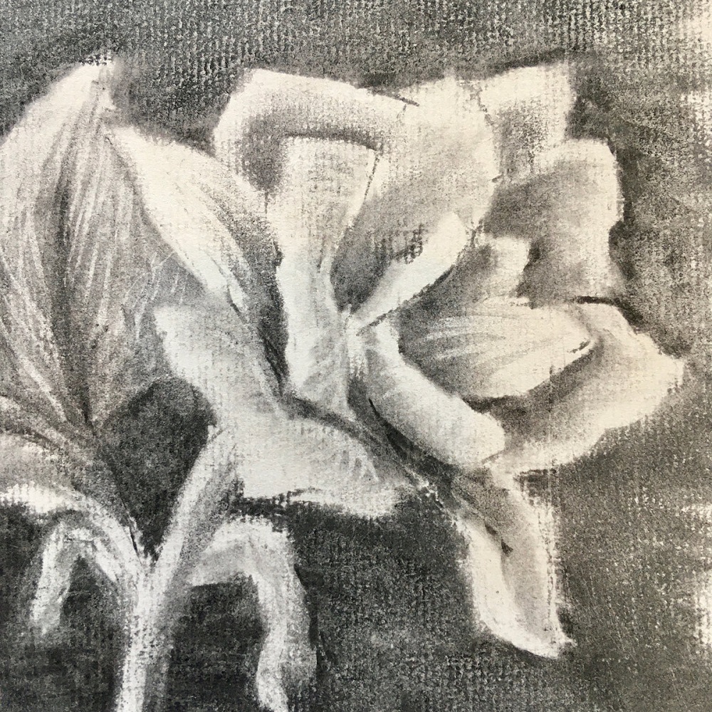 beginner charcoal flower drawing