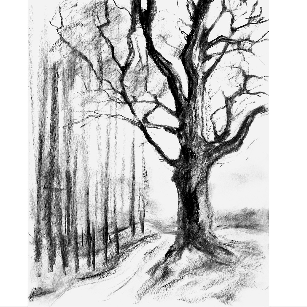 charcoal drawing trees