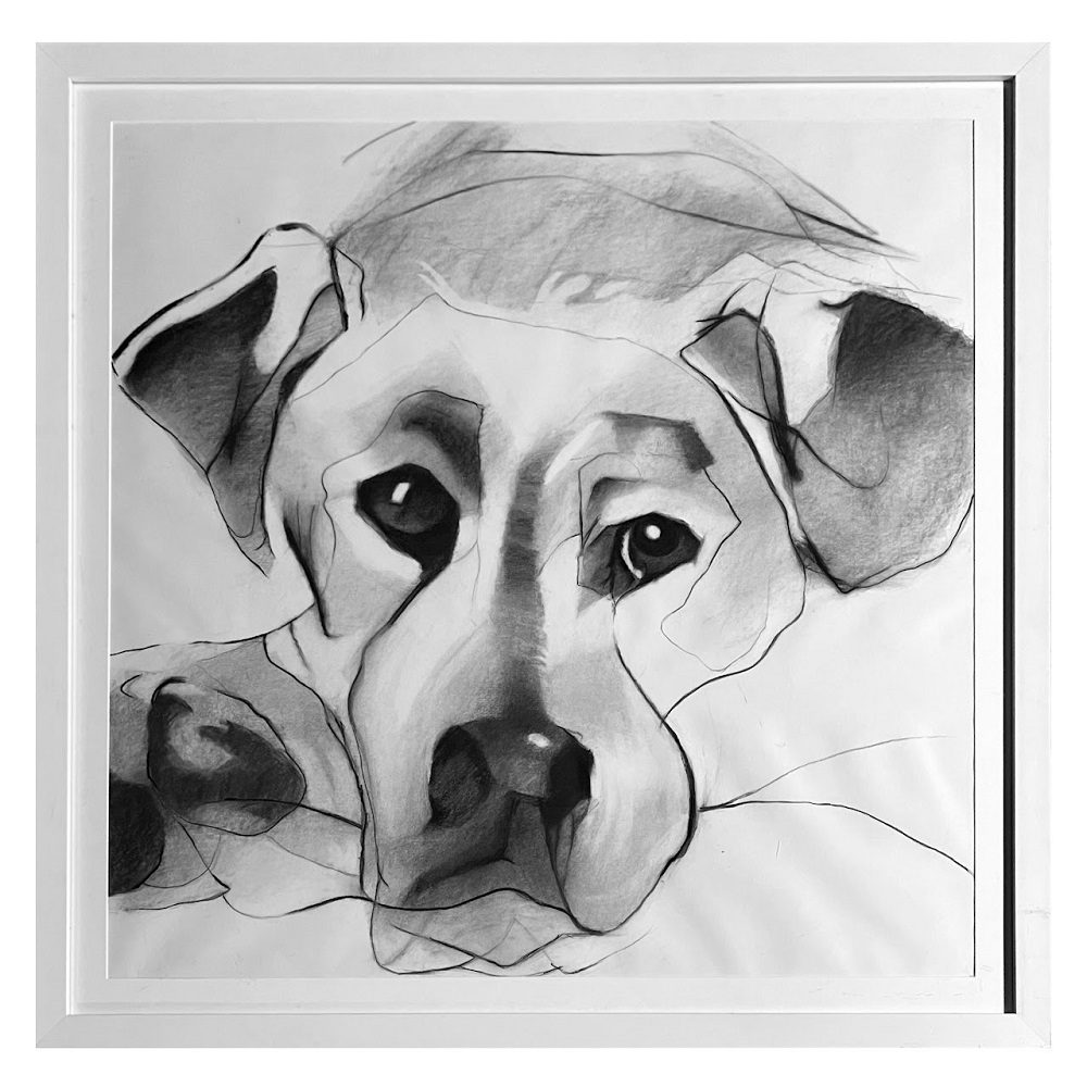 charcoal drawing dog