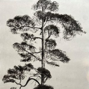 charcoal drawing trees