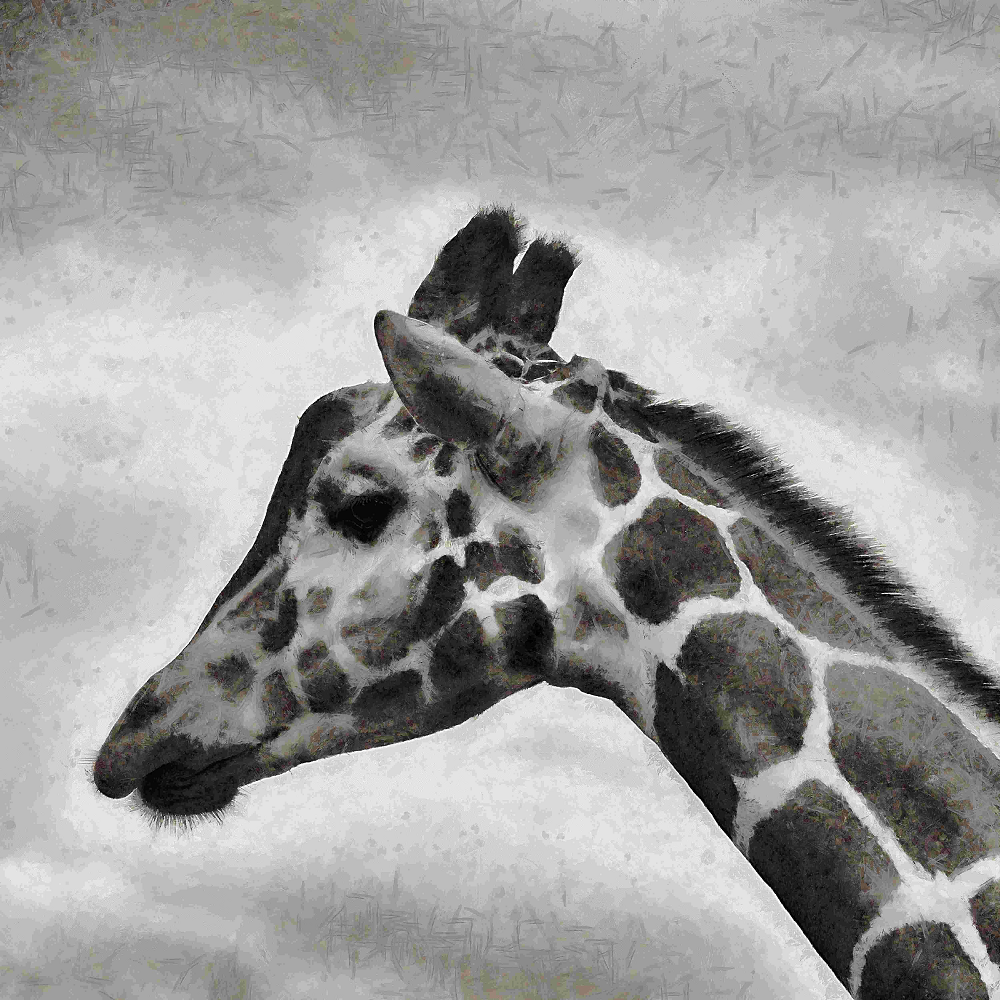 Grayscale Giraffe