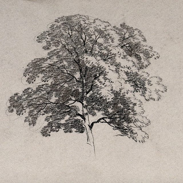 charcoal drawing tree