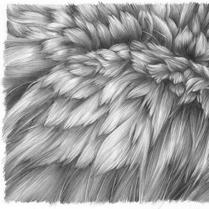 fur drawing