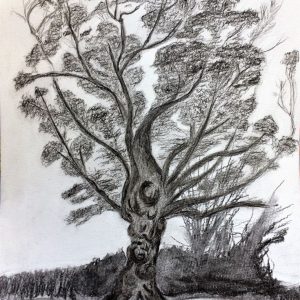 charcoal drawing of trees