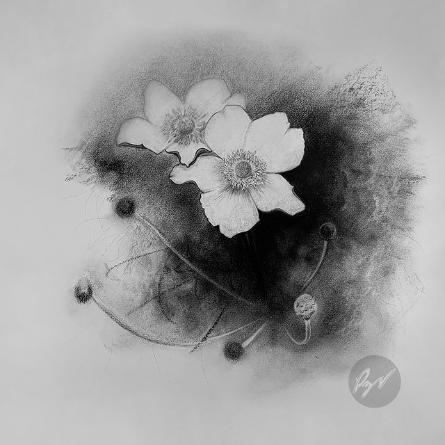 charcoal rose drawing