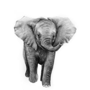 Elephantcharcoal