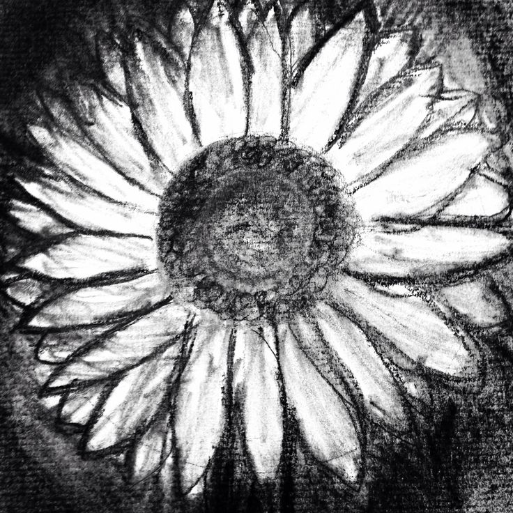 sunflower charcoal drawing