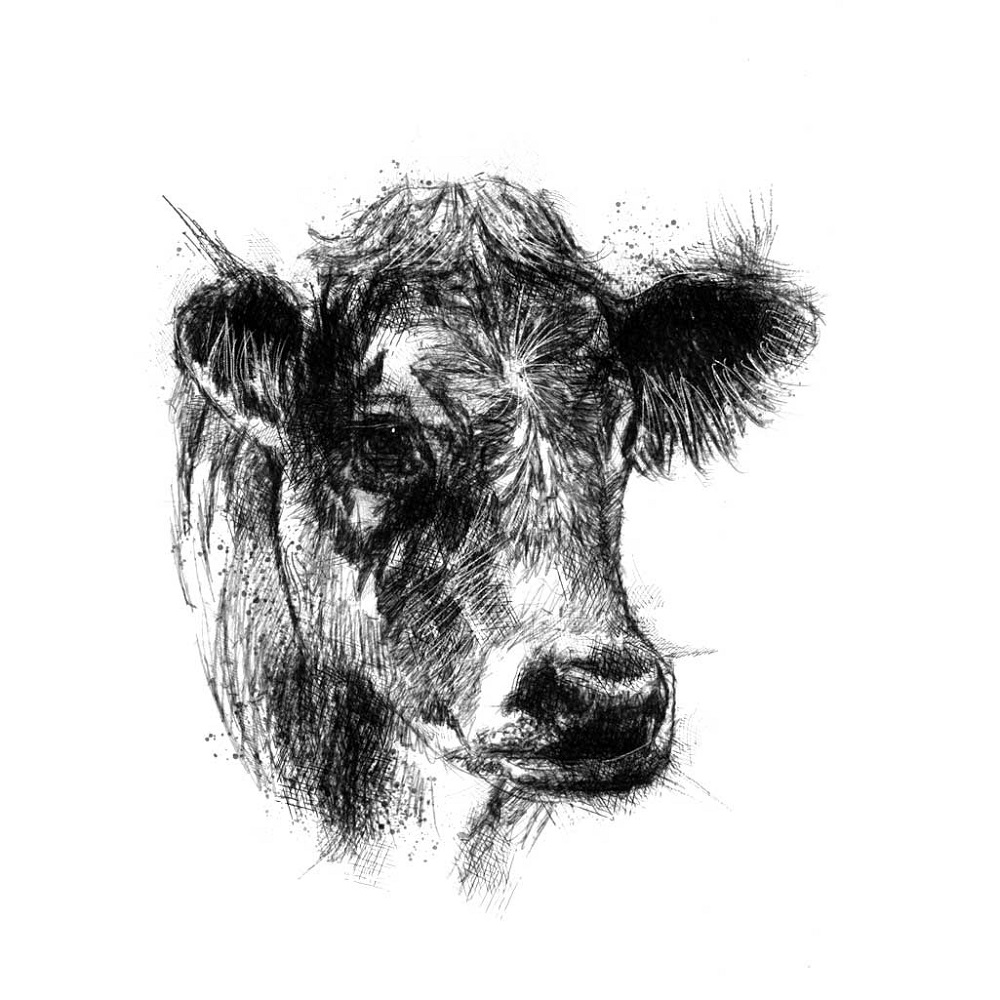 cow 