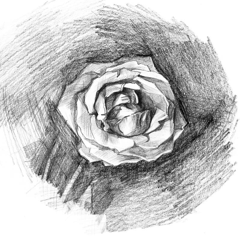 beautiful-rose-charcoal-artistic-drawing