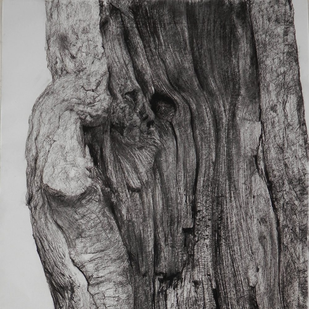 charcoal drawing of trees