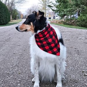 dog bandana sewing pattern