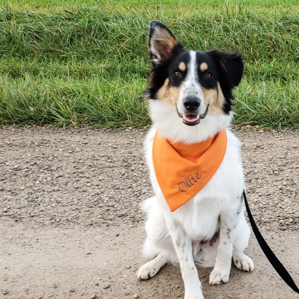 dog bandana sewing pattern