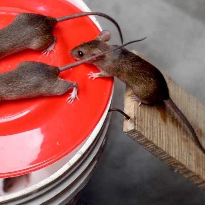 diy mouse trap