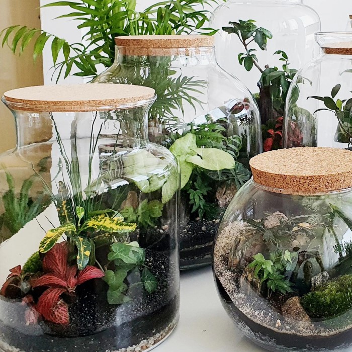 closed terrarium