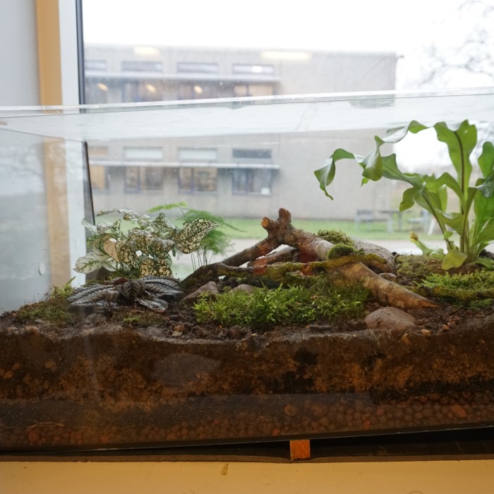 closed terrarium