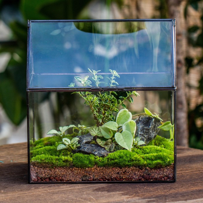 closed terrarium